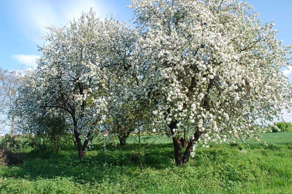 Agroturystyka Pod Swierkami Nadrybie 外观 照片