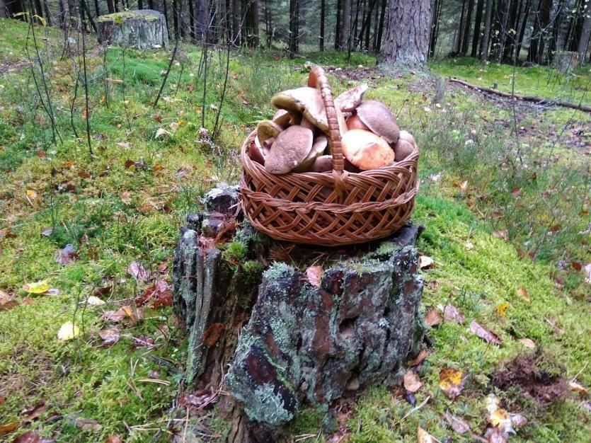 Agroturystyka Pod Swierkami Nadrybie 外观 照片